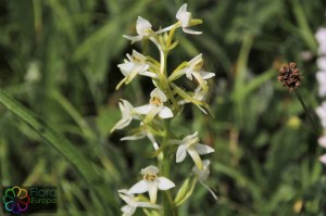 Platanthera chlorantha (5)